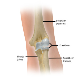 Anatomie ellebooggewricht