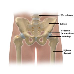 De anatomie van de heup