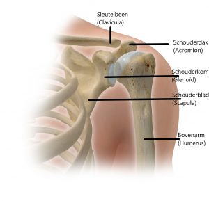 Anatomie schouder