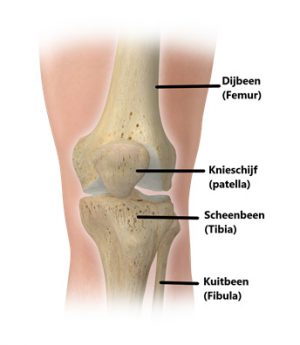 Knie anatomie